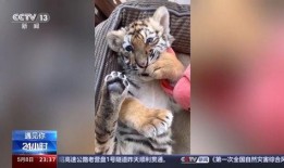 四虎视频在线观看,在线观看的激情之旅