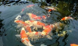 锦鲤生小鱼过程视频,见证小鱼诞生全过程