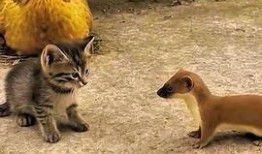 动物搞笑视频,动物界的喜剧之王